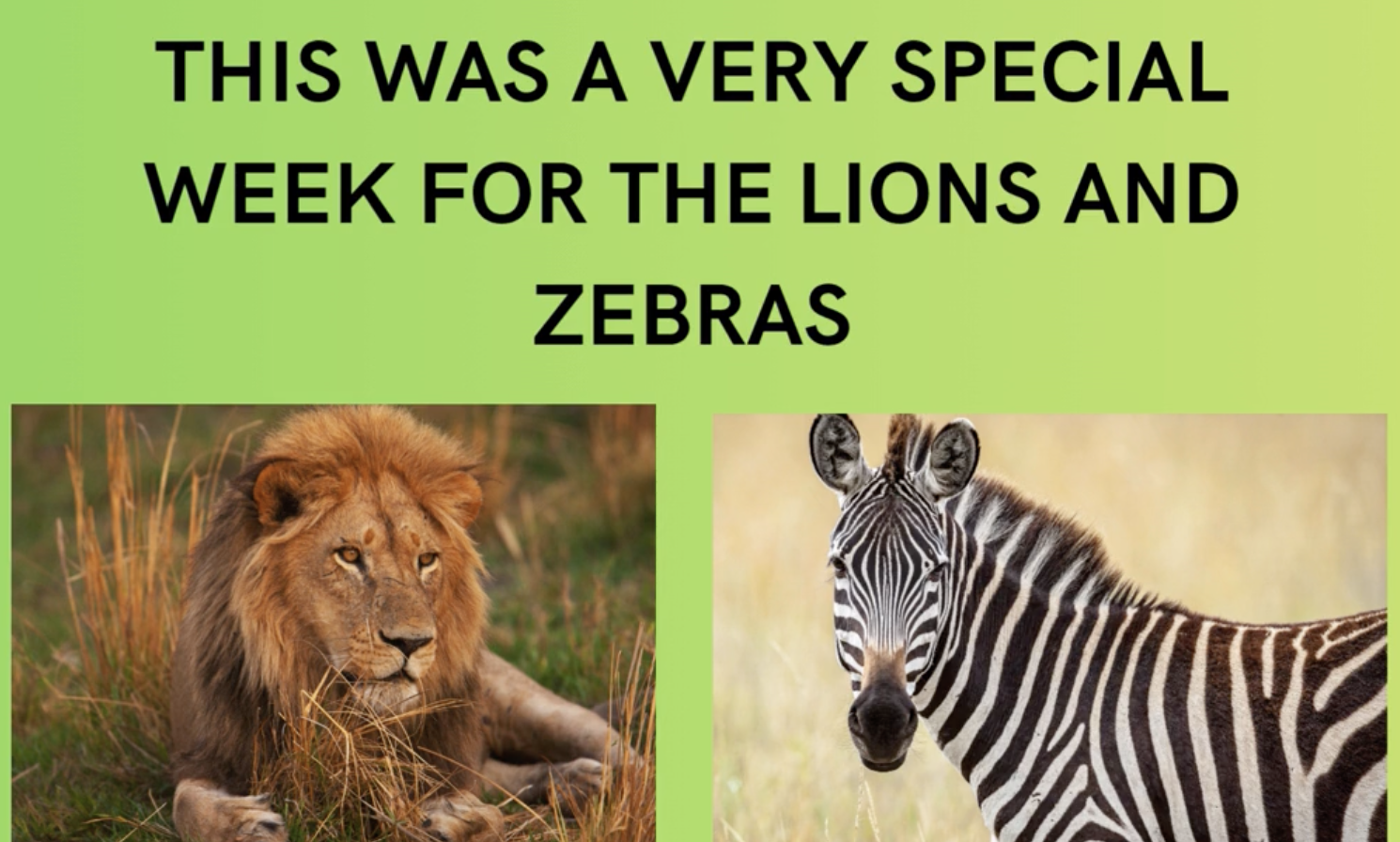 A very special week for Lions & Zebras – Nordelta Kinder